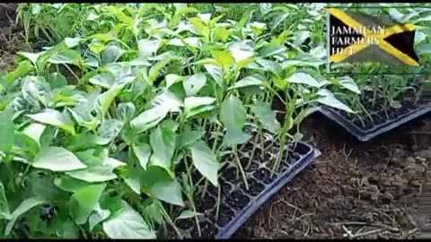 HOW TO HYDRO FARM | THE NEW TECHNOLOGY IN AGRICULTURE INDUSTRY
