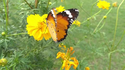 beautiful butterfly on a flower 2021