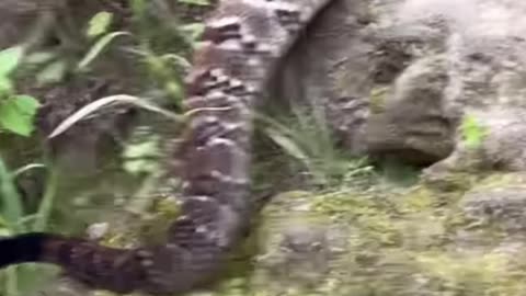 Big Timber Rattlesnake in Missouri
