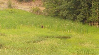 Moose in Idaho