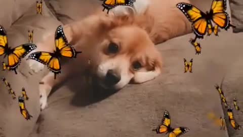Adorable dog play with butterfly