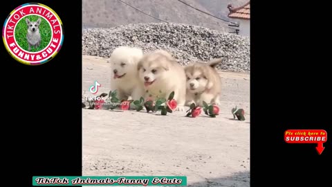 Funny and cute animals