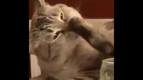 Funniest Cats Dont try to hold back Laughter Funny Cats Life 2021