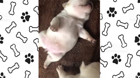 funny cute little puppies