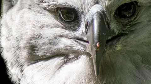 Harpy Eagle Birds Animals Videos For Kids