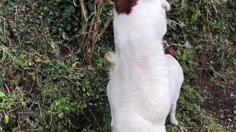 Boer Goats for sale ( whatsp+1 5642127221)