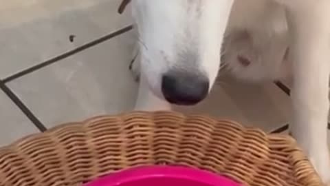 dog 🐕 GOES FROM WILD TO CALM!!!