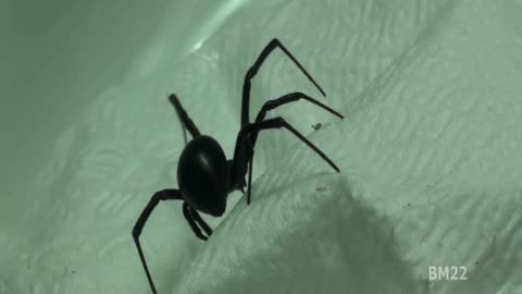 I Found A Black Widow Spider Under My Sink