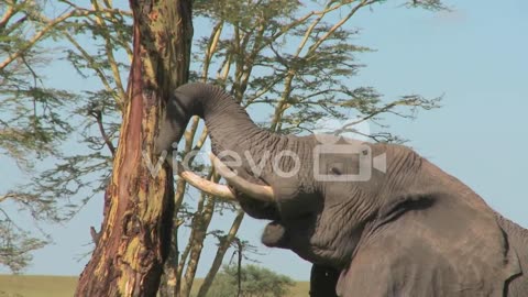 An elephant peels bark off a tree using his trunk