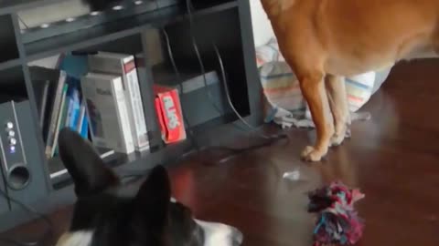 dogs react funny to extraneous sounds