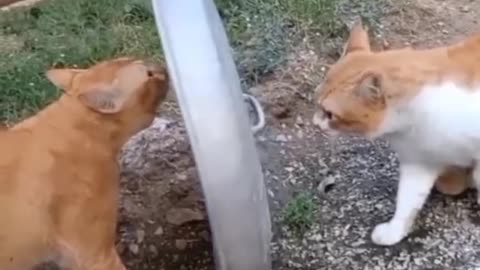 cats amazing fight funny cats