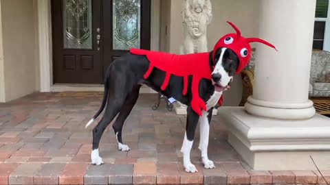 Great Dane tries to eat claw off her lobster Halloween costume