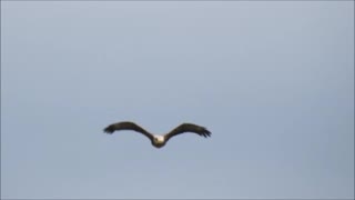 Bald Eagle Over Apartment