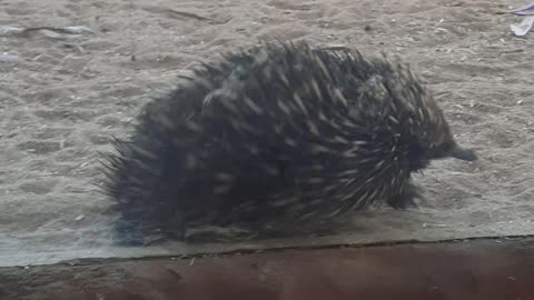 Echidna at the zoo