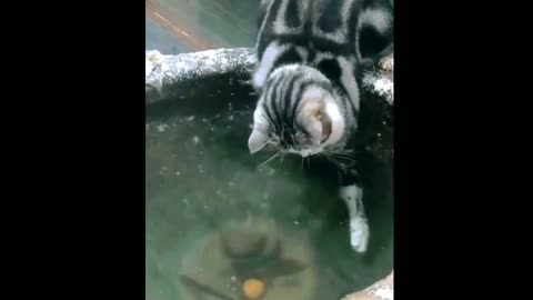 Funny Cat Videos Collection