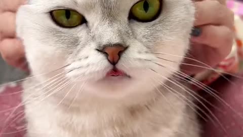 Funniest animal video😇 funny pets😇 funny cats and dogs video😇 #trending