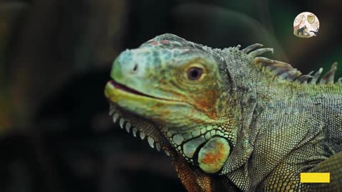 chameleon to be introduced to Florida