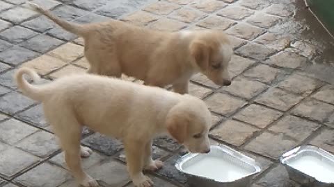 Puppy feeding