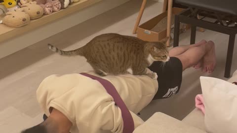 Cat Helps its Owner with Push-Ups