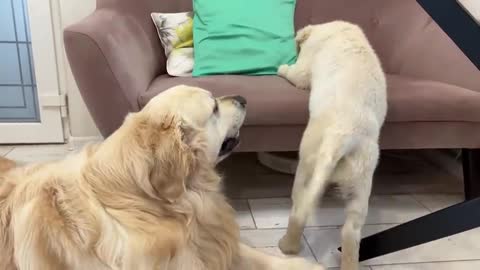 Funny Golden Retriever Bailey and Cute Puppy Mia