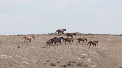 Wild Horse Band on the Run! September 2020