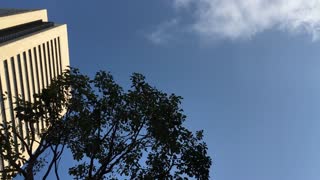 Roadside tree pruning