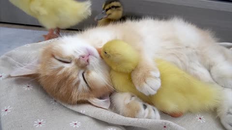 The cutest animals in the world | Kitten hugs ducklings and sleeps sweetly