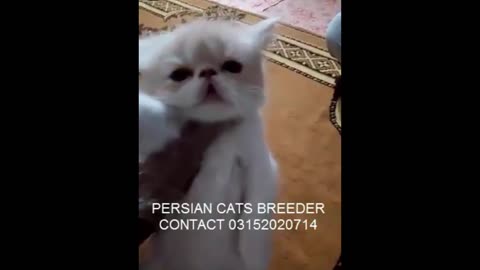Peke Beautiful Persian Kitten Healthy And Active
