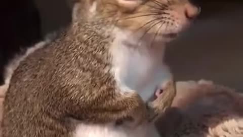 Adorable: Watch a Wholesome Squirrel Delight in a Brushing Session!