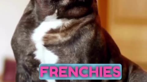 Tiger Frenchie Beast!