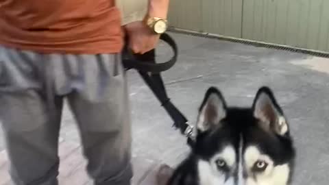 My husky try to bite me😳