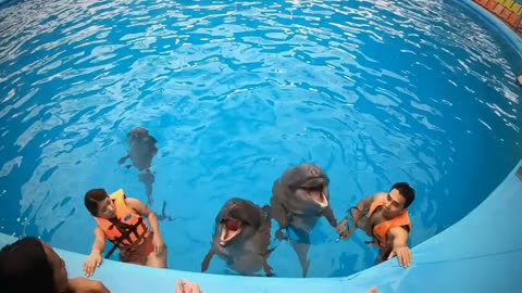 Dolphins Bay Phuket | Discover the Magic of Swimming with Dolphins