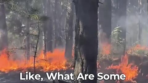🔥🌳 Discovering The Benefits Of Fire In Our Forests! 🔥🌳