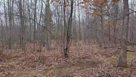 Ep 135 [Deer Steering and Layering] Landscaping for Whitetails #thedeerwizard
