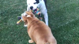 Bulldog besties playing together