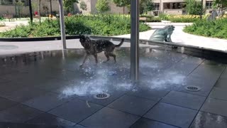 Dog is living for the water