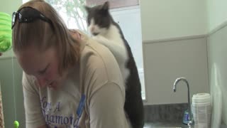 Loving Kitty Gives His Owner A Relaxing Massage