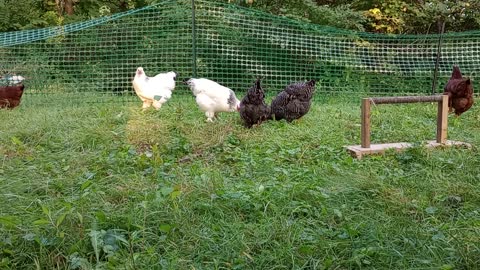 Introducing the Young Hens