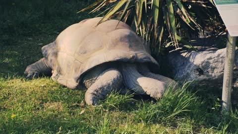 A huge tortoise