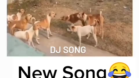 DJ Song Funny Animal Dogs