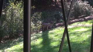 Coyote Comes Close to Rottweiler