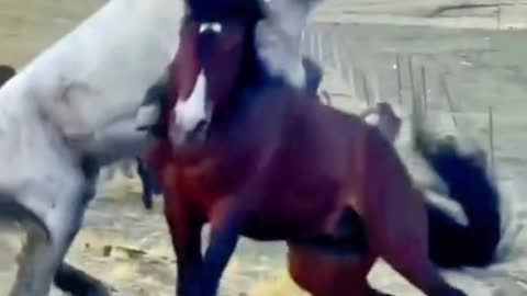 Did the two horses really fight? I've never seen a horse fight before