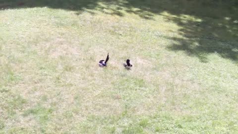 Magpie (Pica pica) couple is anting