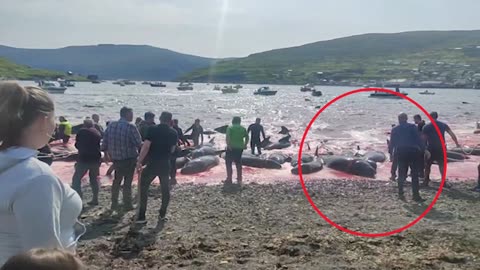 Baby dolphin extremely brutally abused during blood sport in Faroe Islands