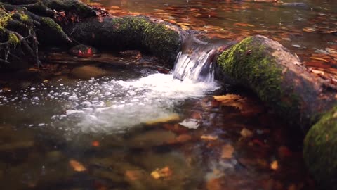 Calming Forest Waterfall (Autumn). Relaxing Water Sounds.White noise for sleeping.