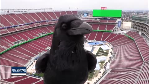 Bird Photobombs Meteorologist