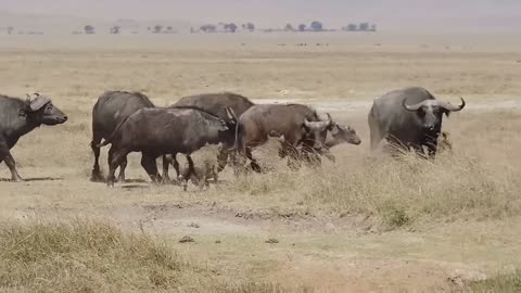 Cape buffalo protecting young from hyena