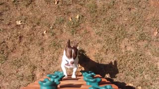 Chihuahua trepa una escalera para deslizarse por un tobogán