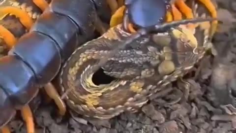 centipede Vs snake fight- amazing animal fights