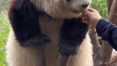 Giant panda "Huahua" and her keeper's friendly daily life